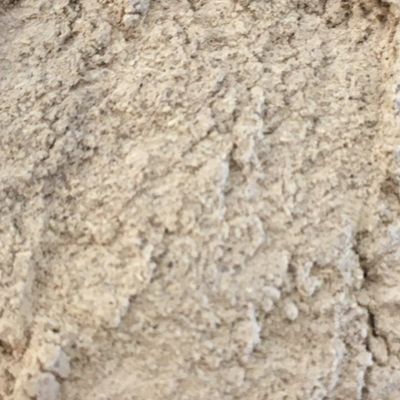 Echinacea Purpuraea wortel gemalen