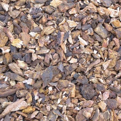 Rabarberwortel of Chinese/Russische rabarber