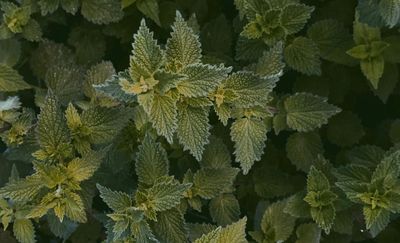 Zo maak je zelf brandnetelthee