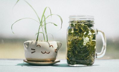 Een reis door de geschiedenis, herkomst en voordelen van groene thee