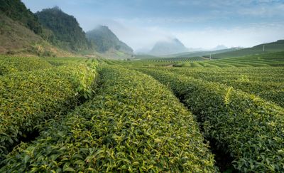 De theeplant: alles over de Camellia Sinensis