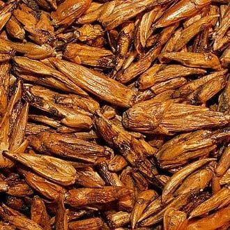 Populierknoppen, Maat: Standaard