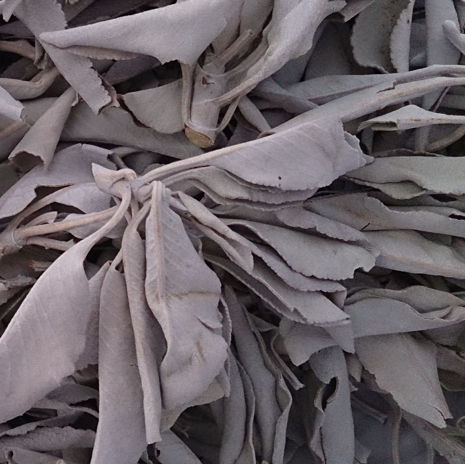 Salie Wit, Maat: 50 gram