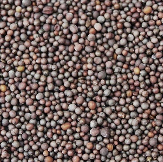 Mosterdzaad bruin, Maat: Standaard