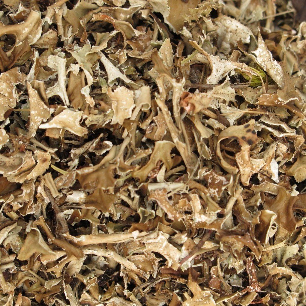 IJslands mos, Maat: Standaard