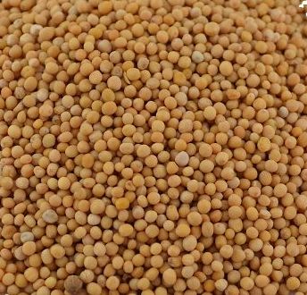 Mosterdzaad wit, Maat: Standaard