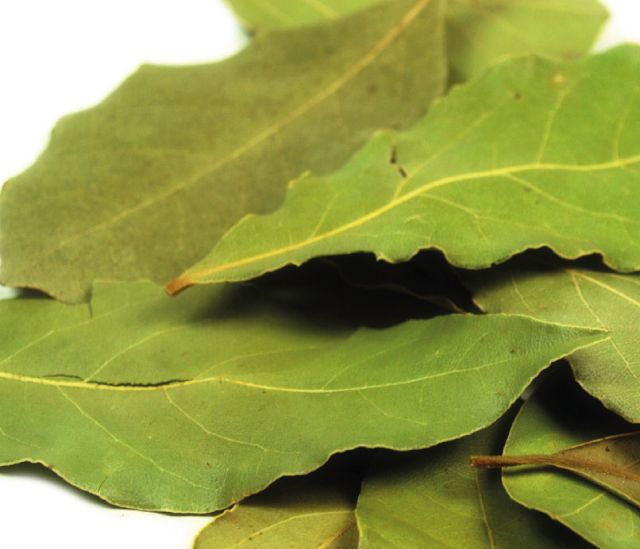 Laurierblad heel handgeplukt, Maat: Standaard