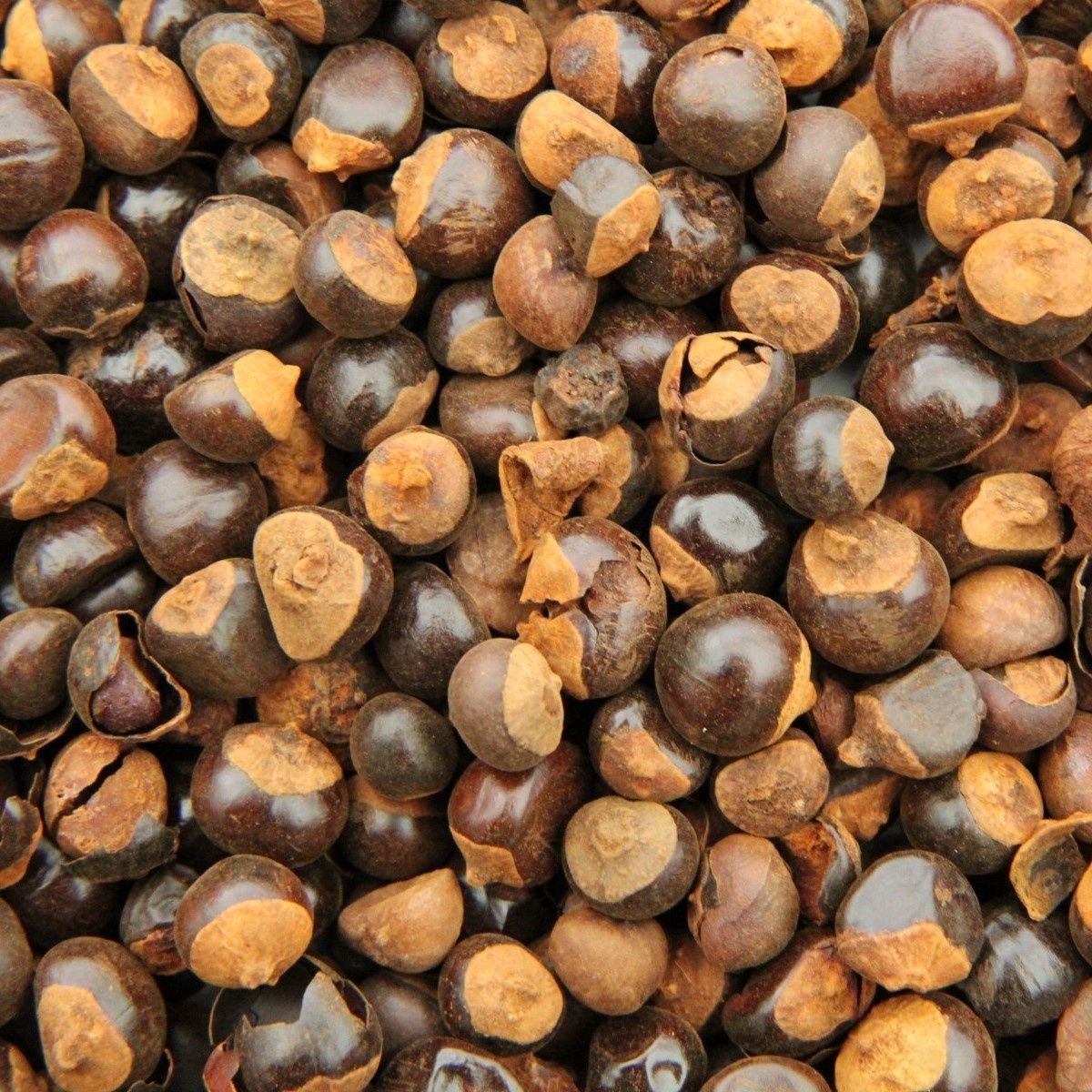 Guarana of Energiezaad, Maat: Standaard