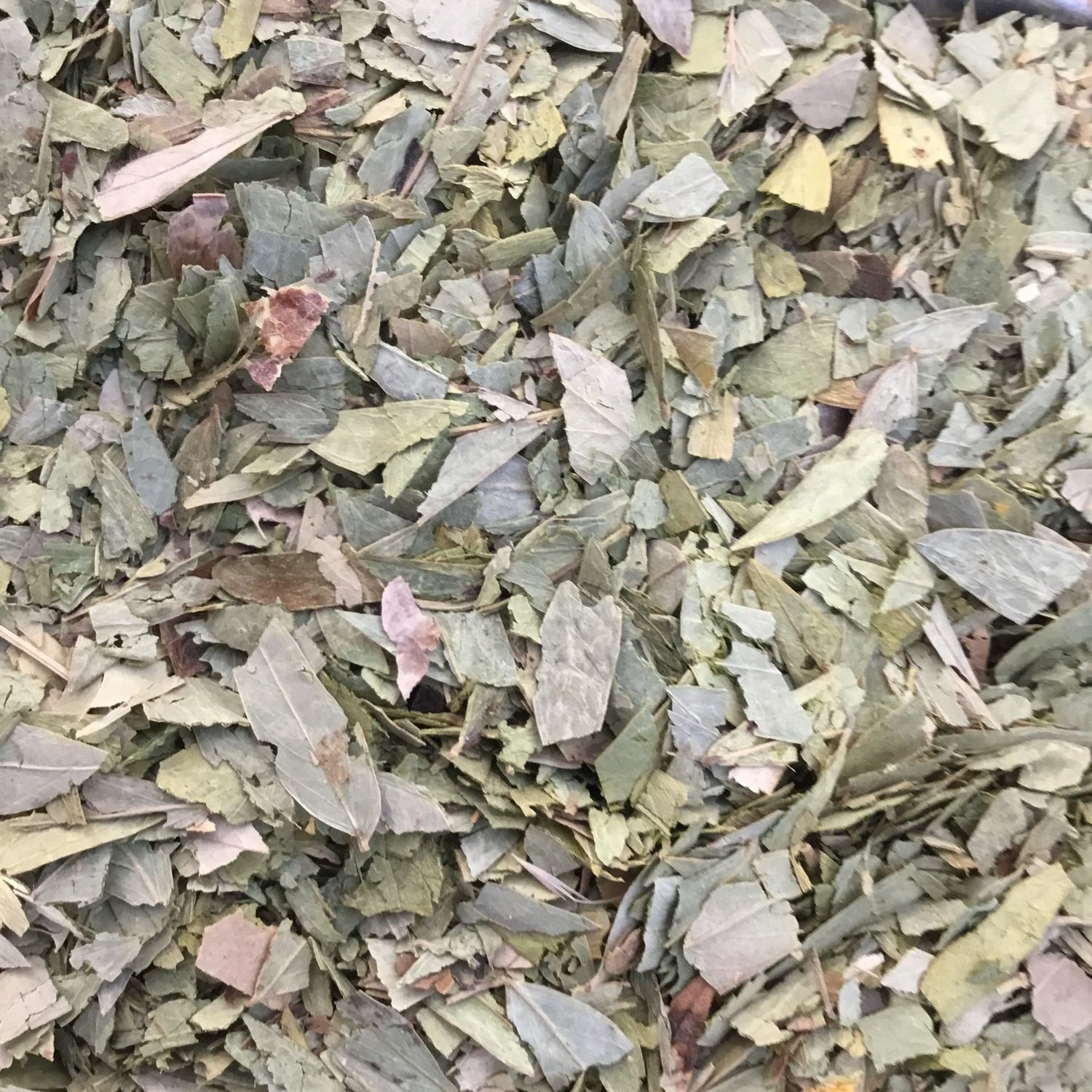 Sennablad, Maat: Standaard