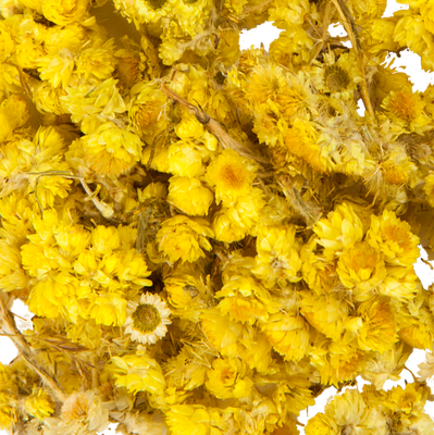 Kattenpoten of Strobloem