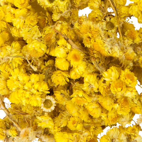 Kattenpoten of Strobloem, Maat: Standaard