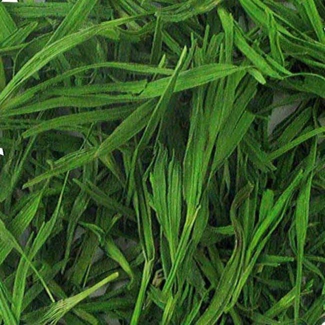 Bamboeblad, Maat: Standaard