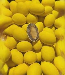 Amandelen Limoncello