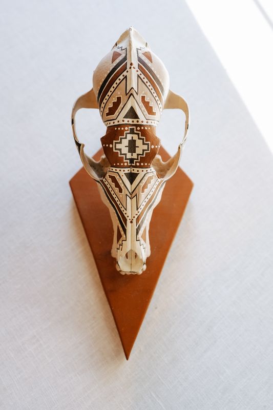 Mesa Coyote Skull