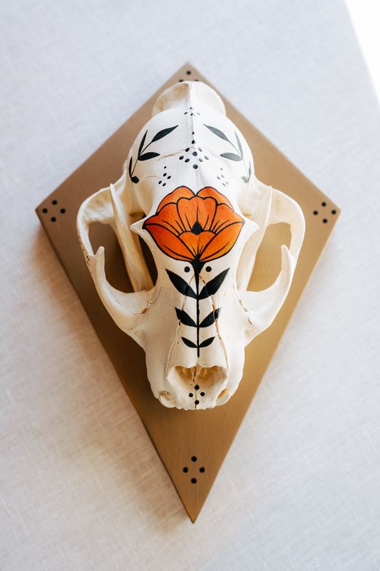 Harmony Mountain Lion Skull