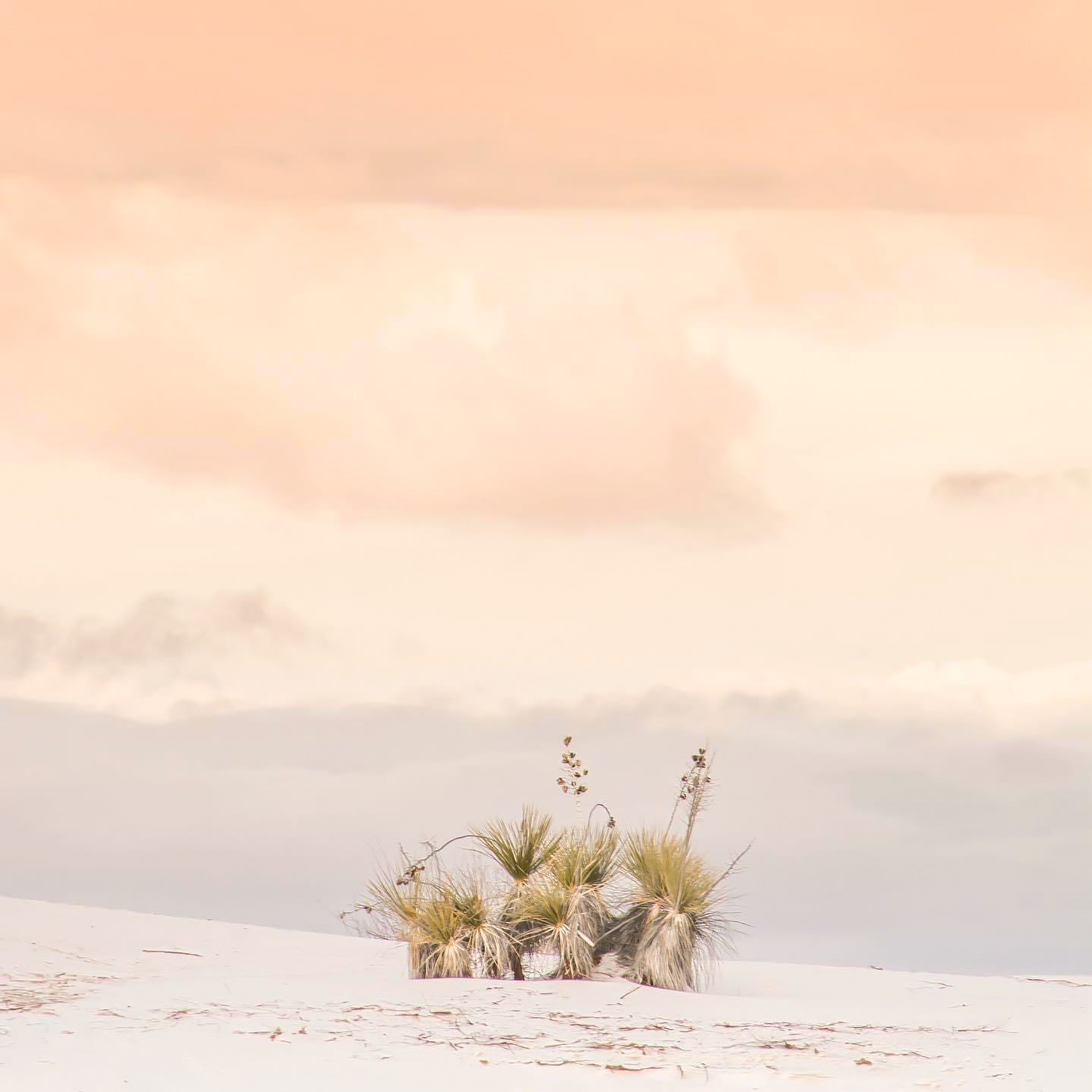 "White Sands Yucca" Canvas