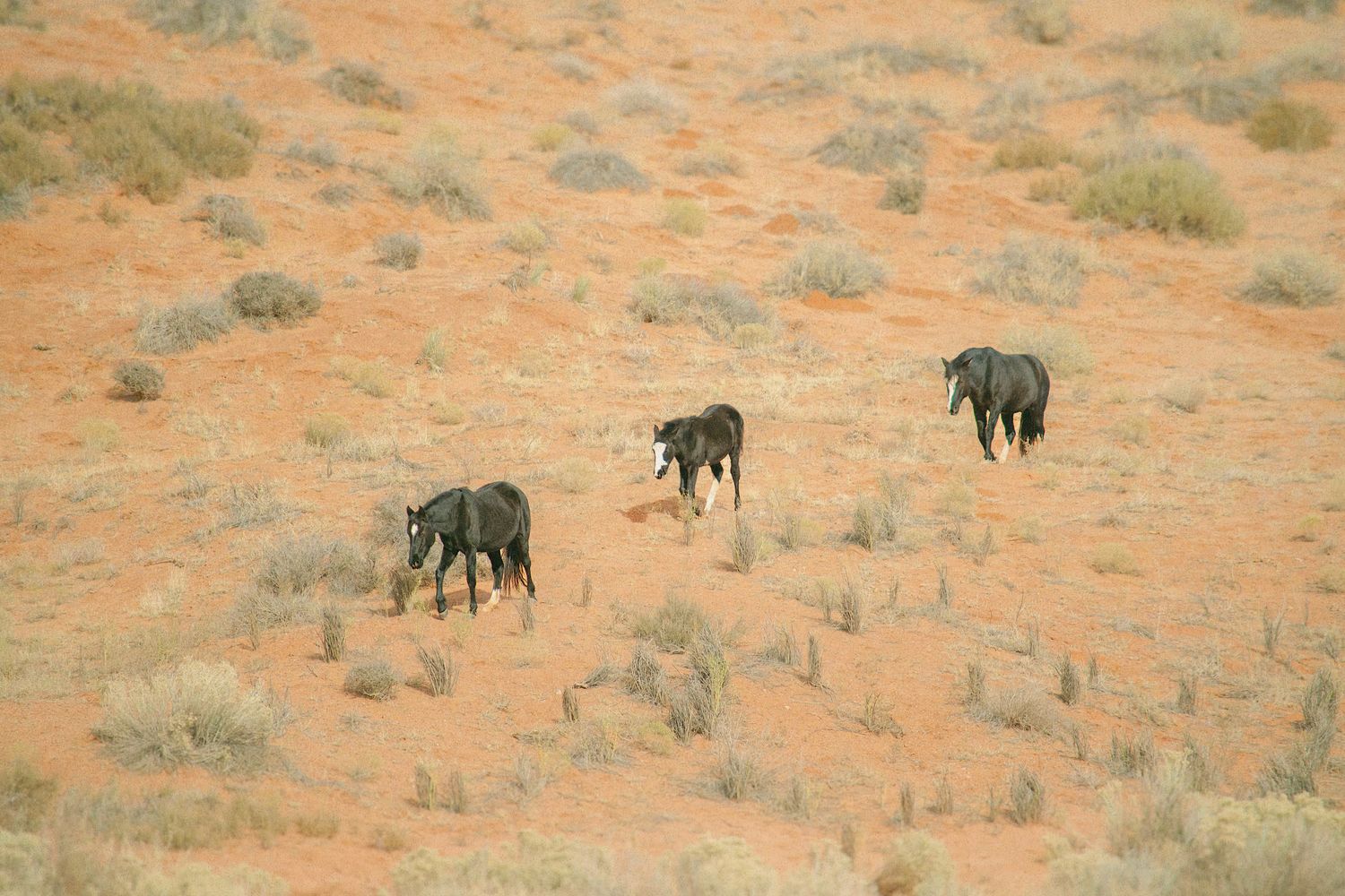 "Follow the Leader" Framed