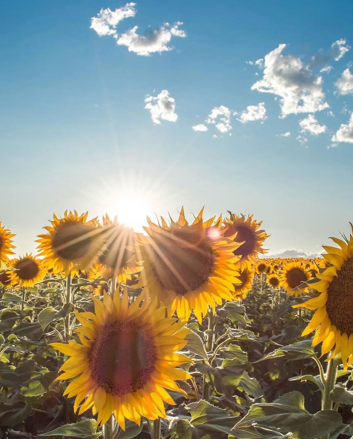 "Sunflower Rays" Postcard