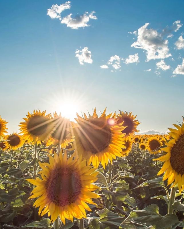 "Sunflower Rays" Postcard