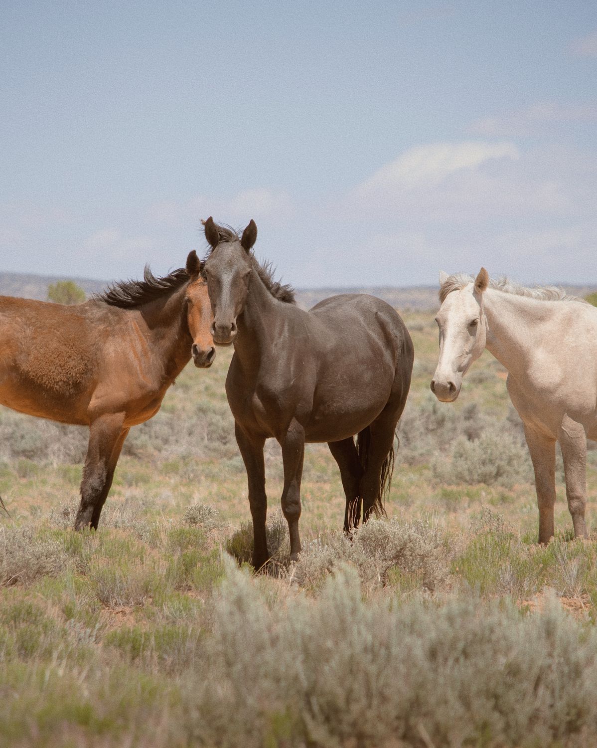 "Horse with No Name" Framed
