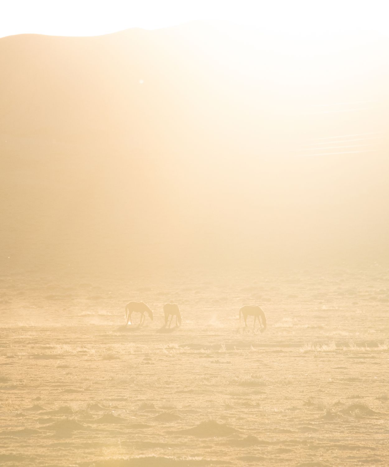 "Horse Evening Glow" Framed