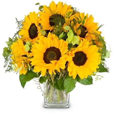 Tournesol à l'état pur