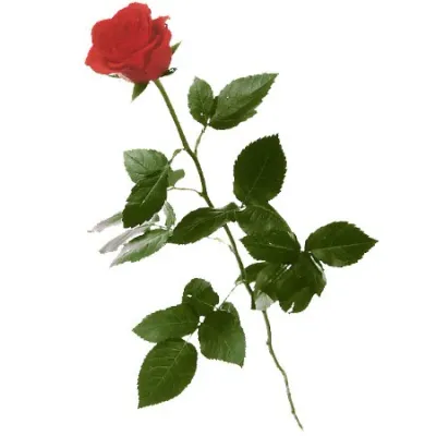 1 rose rouge (tige longue)