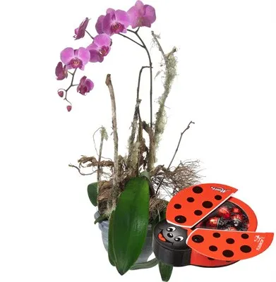 Orchidée (Phalaenopsis) avec Munz Coccinelle en chocolat