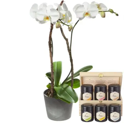 Orchidée blanche avec 6 sortes différentes de miel