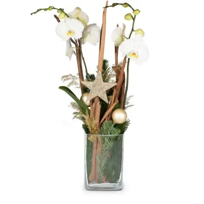 Plantes