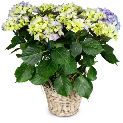 Hortensia