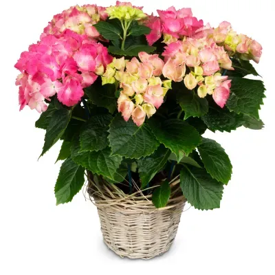 Hortensia