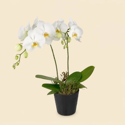 Plantes