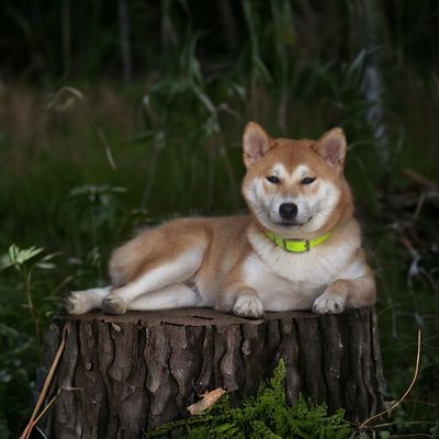 Collection Medium dog