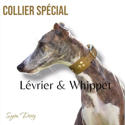 Collier Spécial Lévrier &amp; Whippet