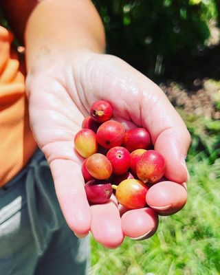Single Origin Coffee