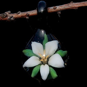 White Lily over Black
