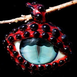 Turquesa