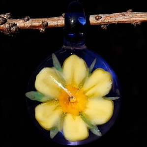 Daffodil over Blue Purple