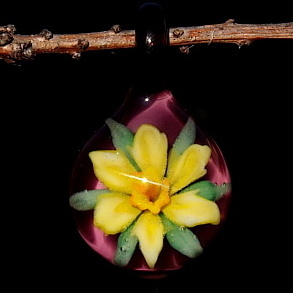 Daffodil over Deep Purple