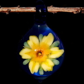 Daffodil over Cobalt