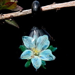 Silver Lily over Black