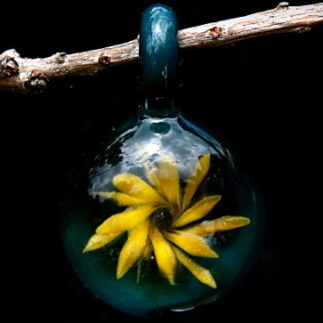 Black Eyed Susan