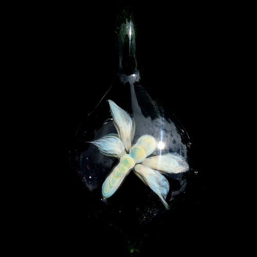Albino Dragonfly