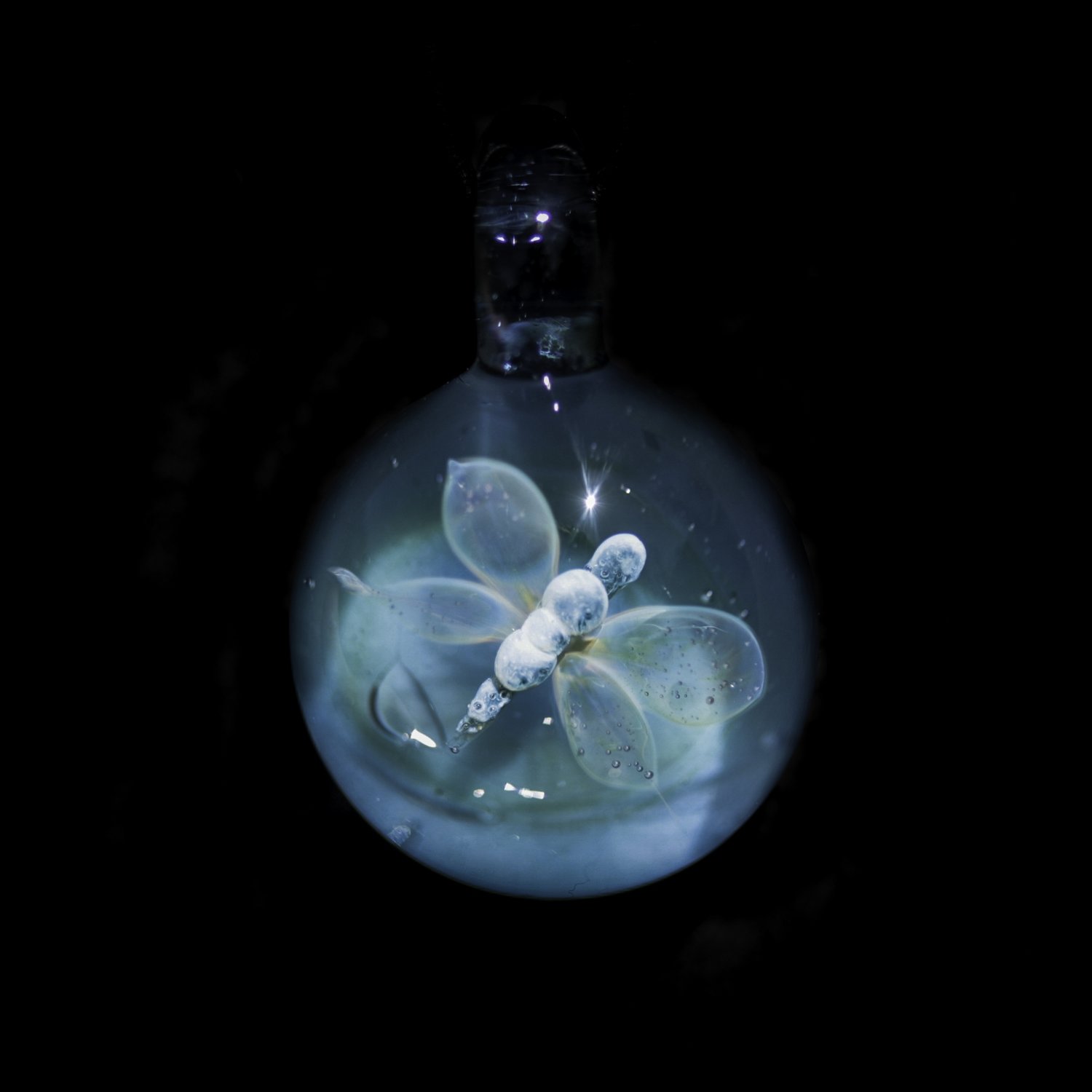 Dragonfly over Aqua