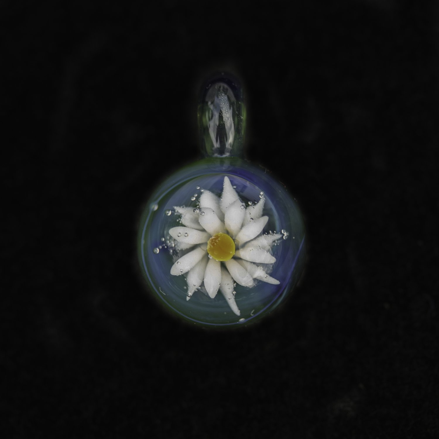 Blue-Green Daisy