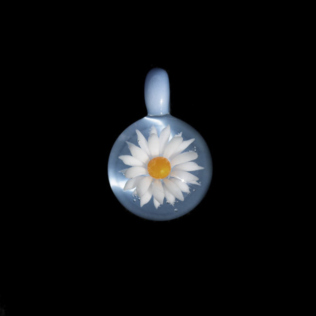 Sky Blue Daisy