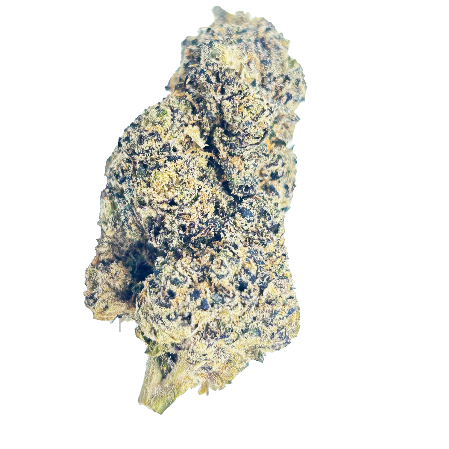 Gumbo #2- AAAA Exotic