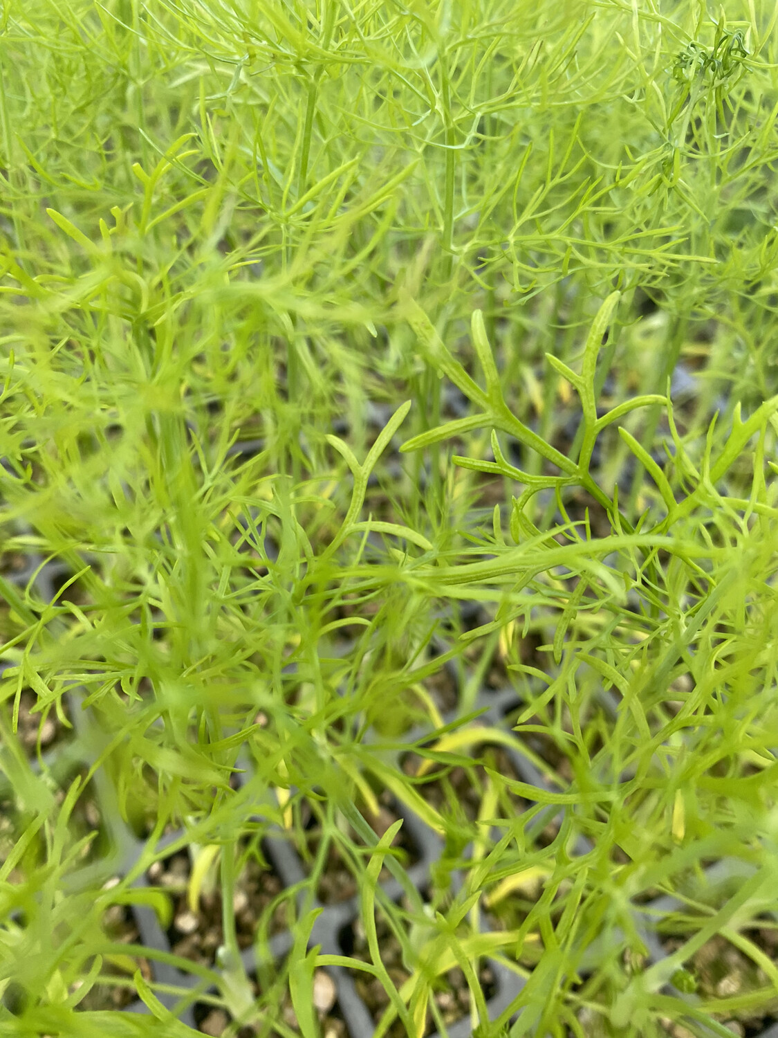 Fennel Seedlings Fennel Seedlings