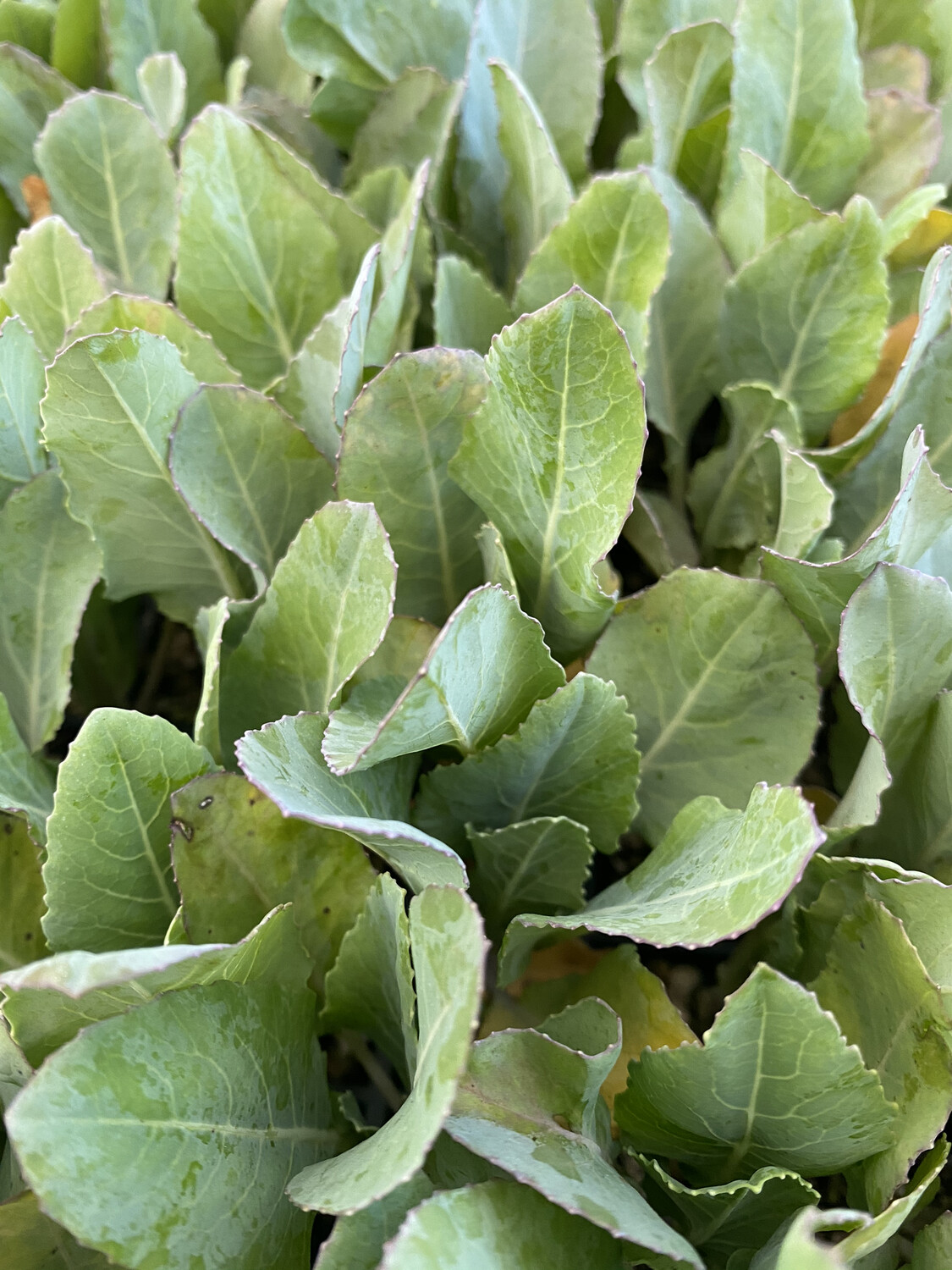 Cauliflower Seedlings Cauliflower Seedlings